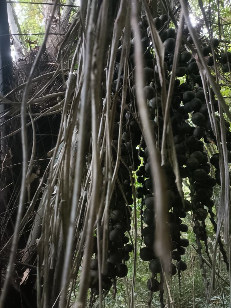 追风果