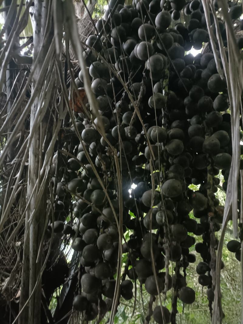 追风果