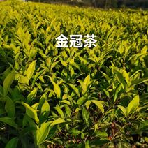 优质高香黄化品种黄金冠茶苗原产地直销质量保证价格