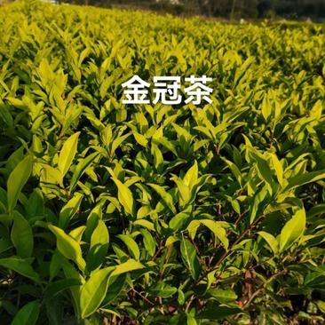 优质高香黄化品种黄金冠茶苗原产地直销质量保证价格优惠