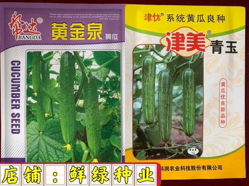 津美青玉早熟雌性强肉厚脆甜无苦味色绿耐低温弱光