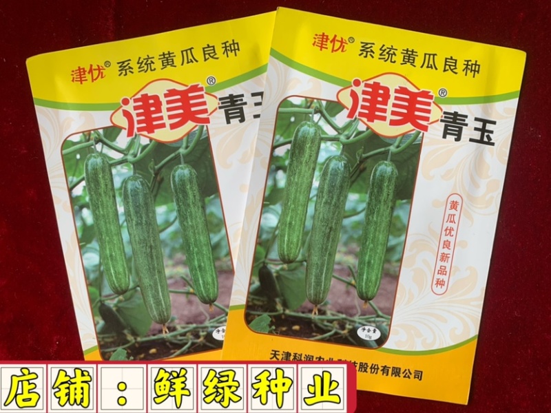 津美青玉早熟雌性强肉厚脆甜无苦味色绿耐低温弱光