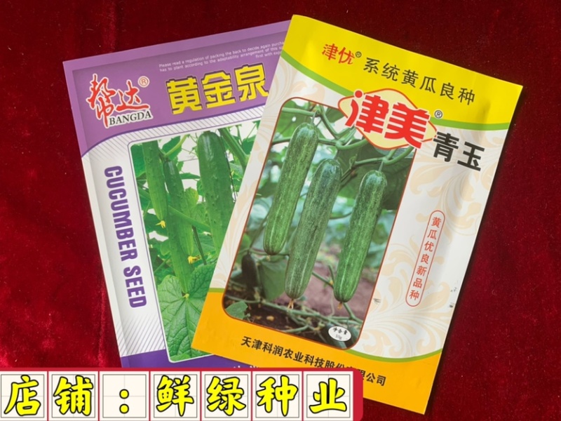 津美青玉早熟雌性强肉厚脆甜无苦味色绿耐低温弱光