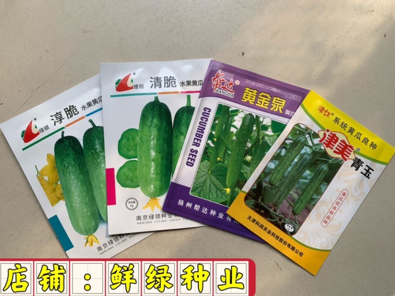 津美青玉早熟雌性强肉厚脆甜无苦味色绿耐低温弱光