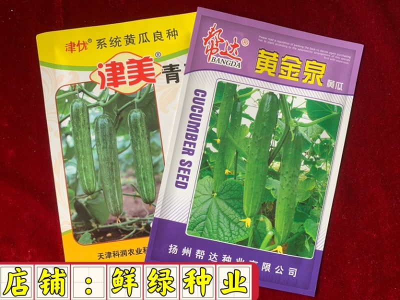 津美青玉早熟雌性强肉厚脆甜无苦味色绿耐低温弱光
