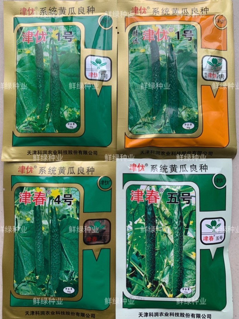 津美青玉早熟雌性强肉厚脆甜无苦味色绿耐低温弱光
