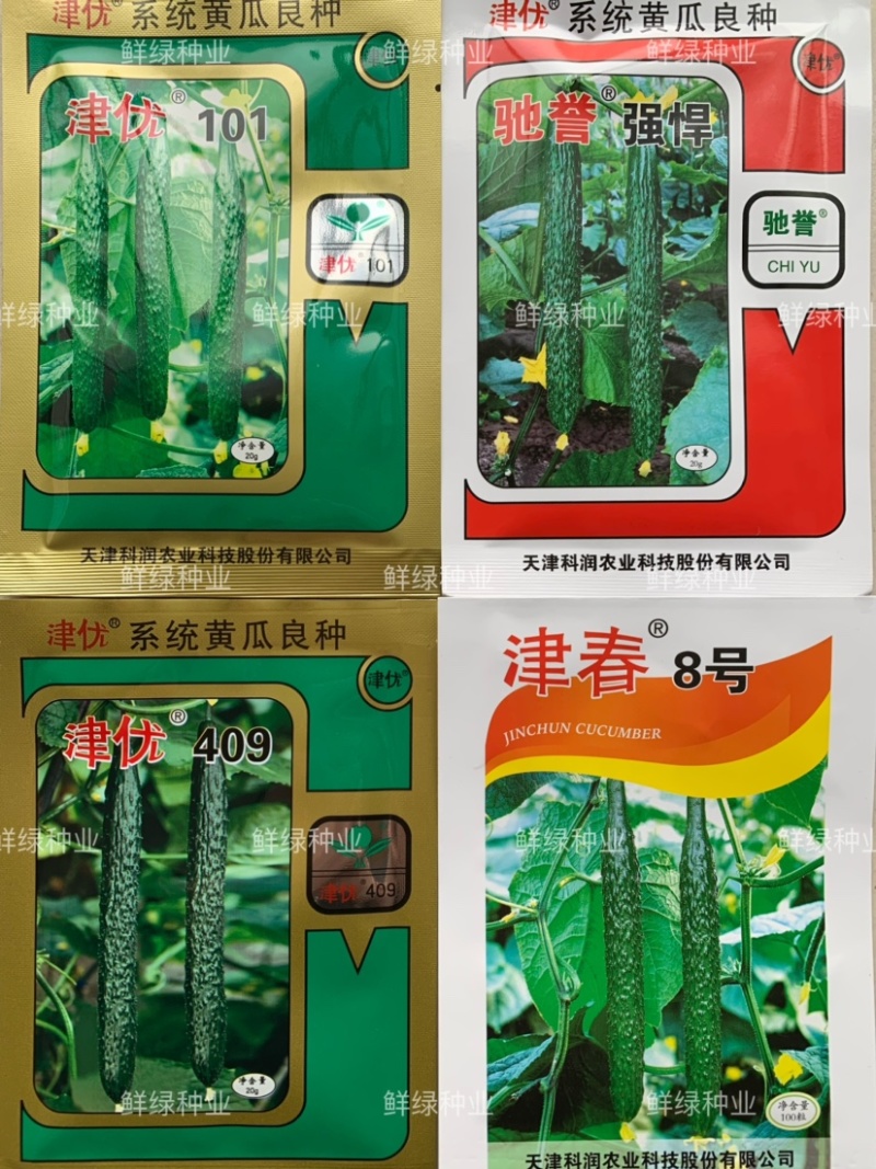 津美青玉早熟雌性强肉厚脆甜无苦味色绿耐低温弱光