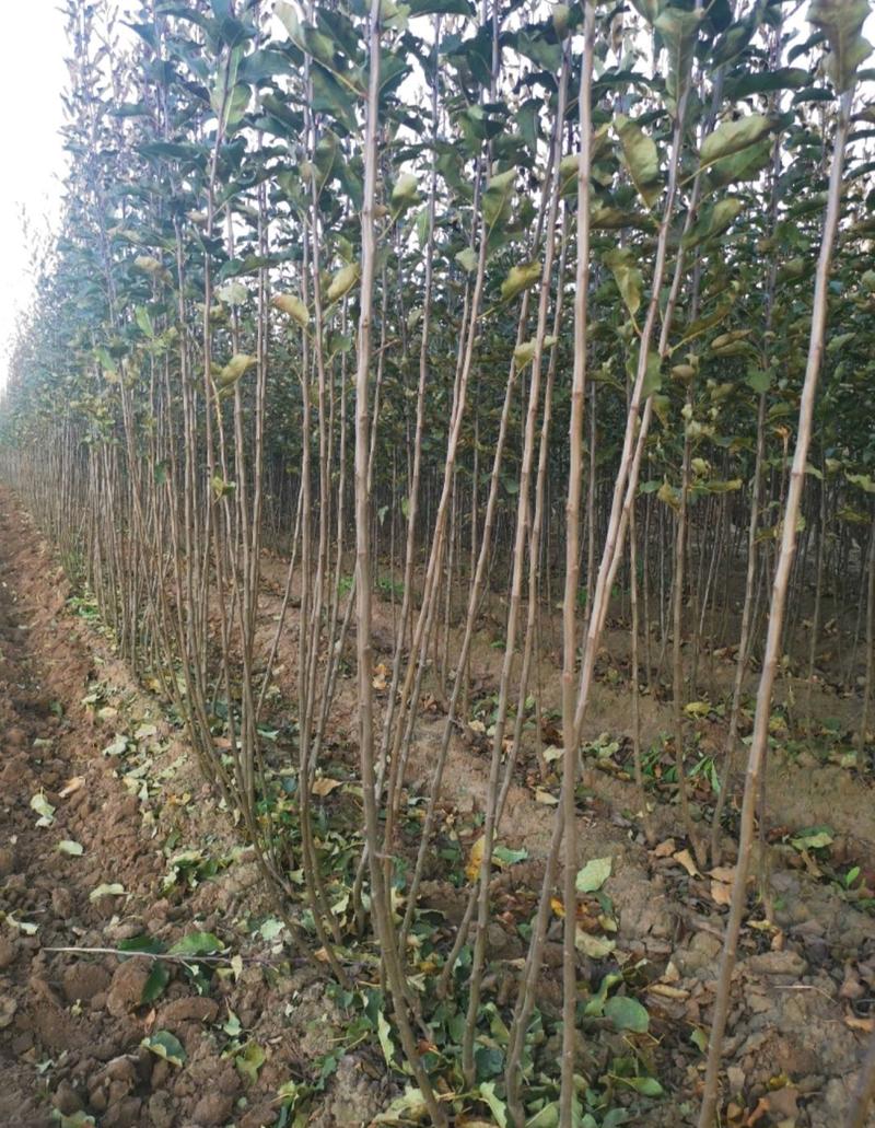 越南牛奶果树苗新品种苗好成活苗木基地直发货源充足欢迎下单
