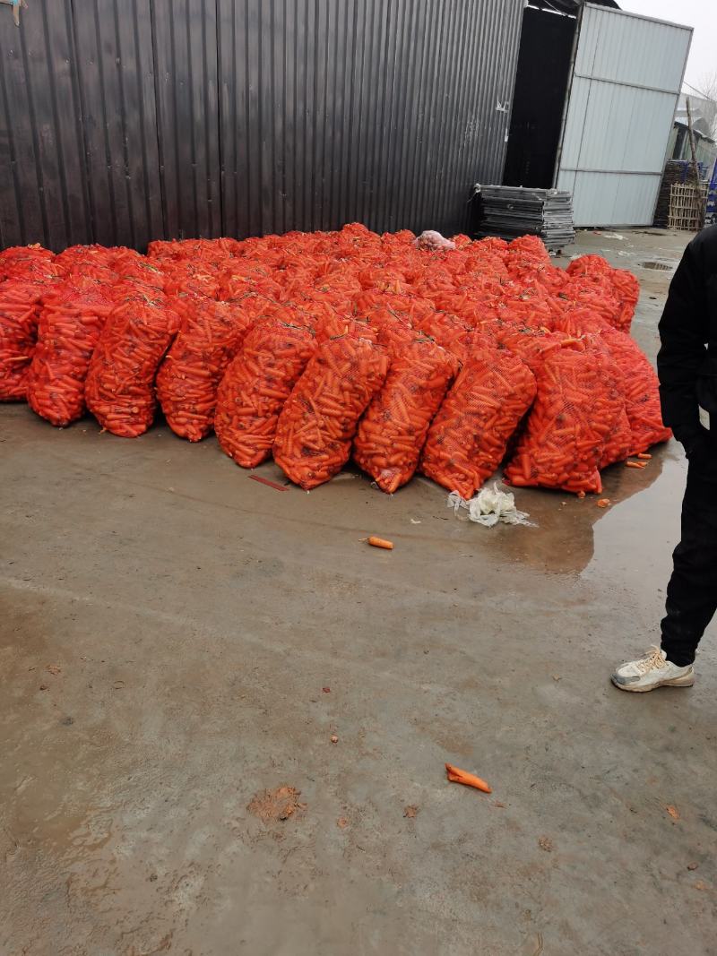 加工厂养殖场胡萝卜胡萝卜渣子土货次品胡萝卜