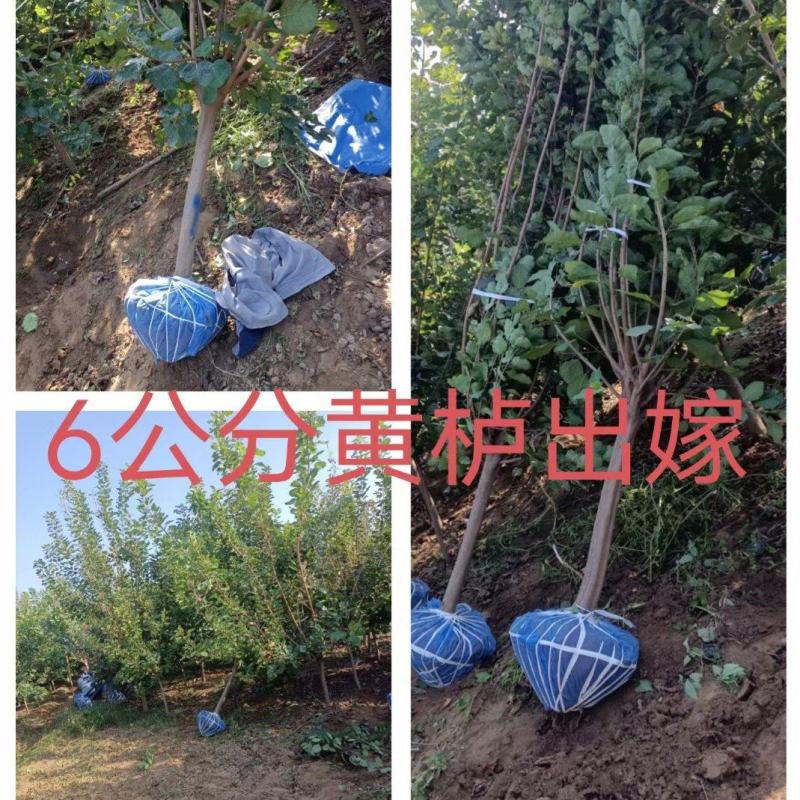 河北定州黄栌独杆大墩多分枝花灌木绿化苗木树苗香山红叶