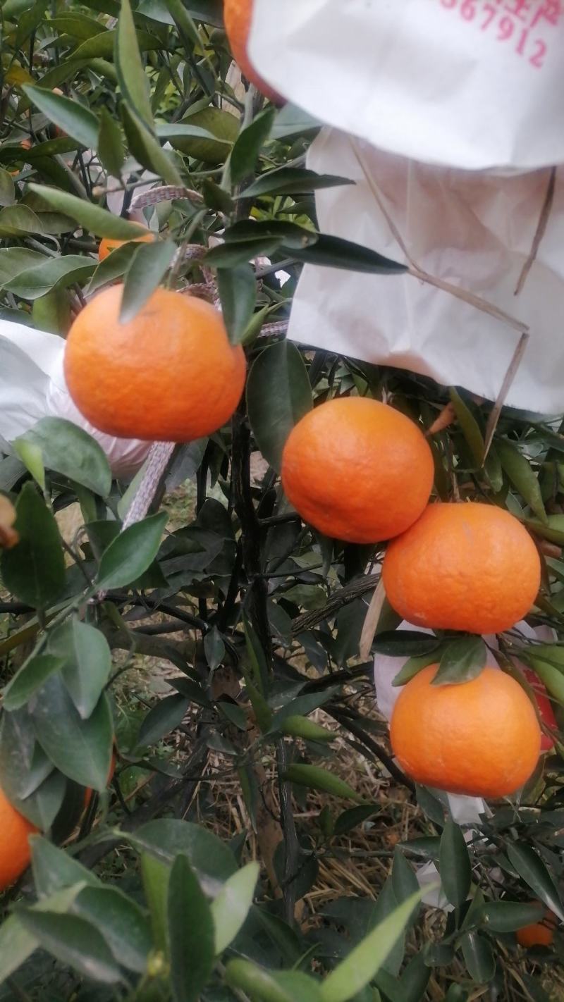 明日见