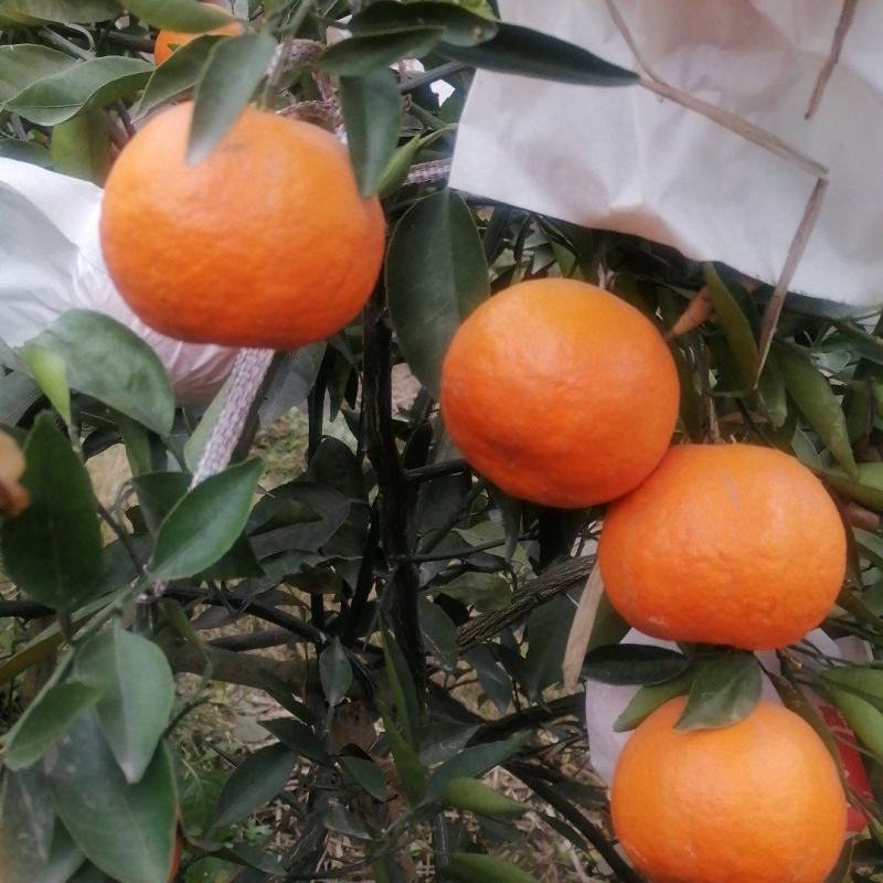 明日见