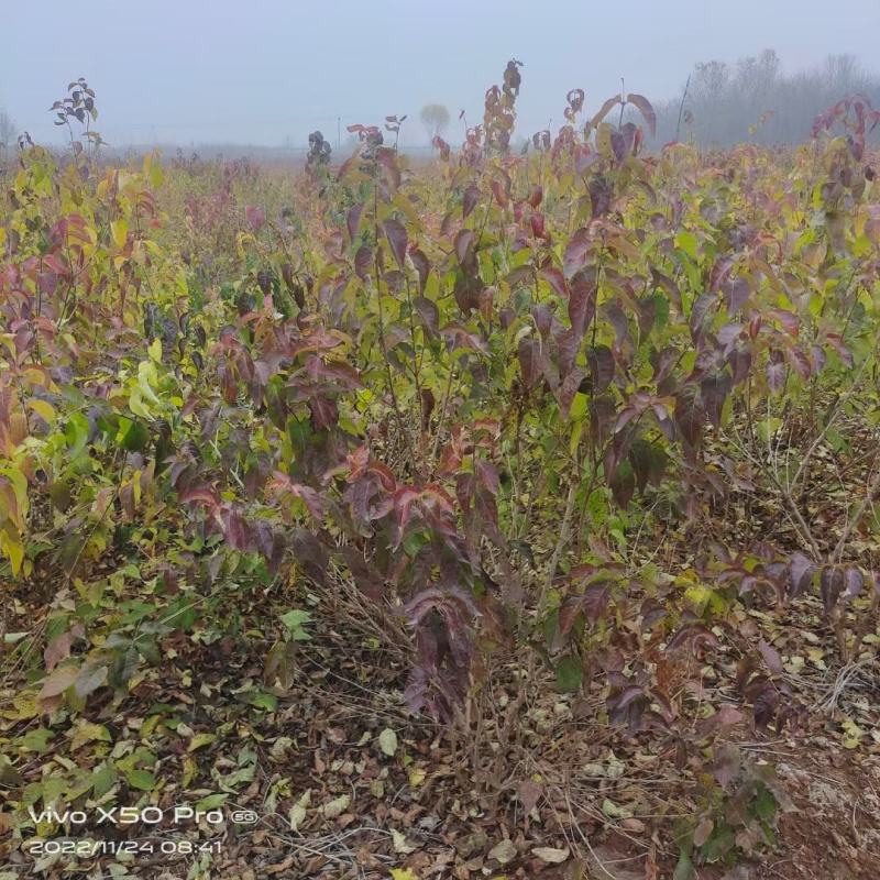 河北定州黄栌独杆大墩多分枝花灌木绿化苗木树苗香山红叶