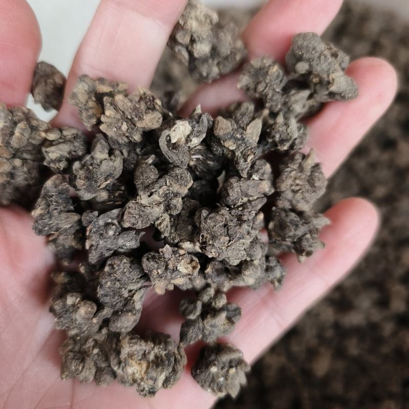中药材猫爪草新货保证质量支持视频看货代发