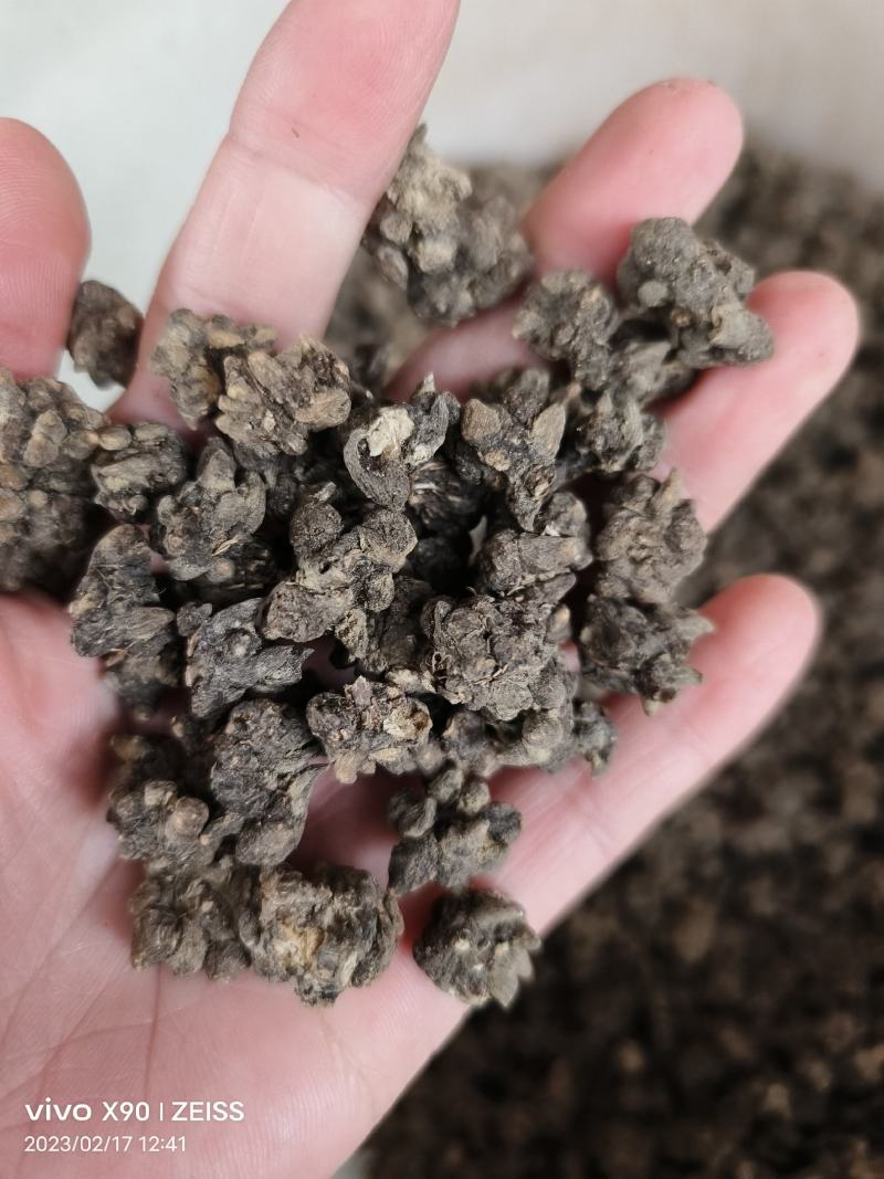中药材猫爪草新货保证质量支持视频看货代发