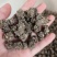 中药材猫爪草新货保证质量支持视频看货代发