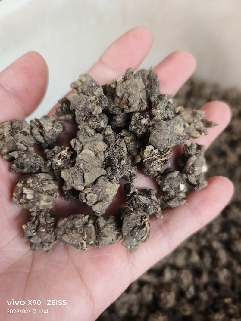 中药材猫爪草新货保证质量支持视频看货代发