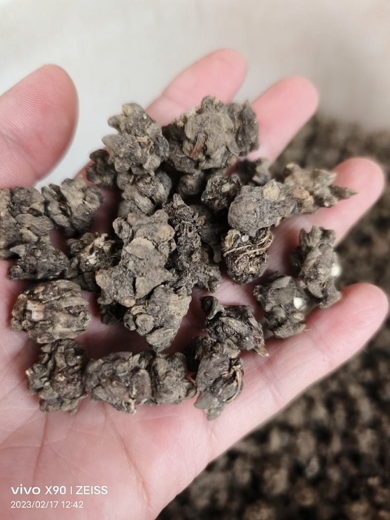 中药材猫爪草新货保证质量支持视频看货代发