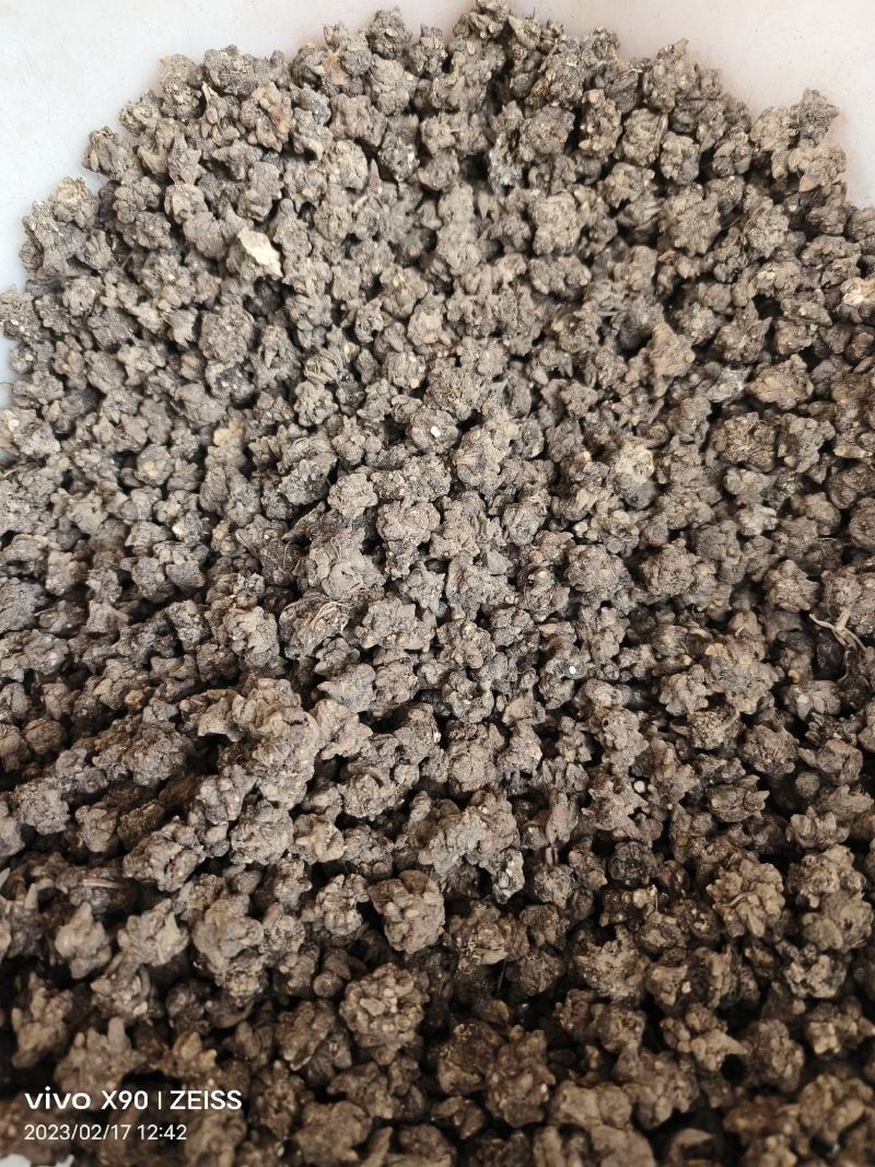 中药材猫爪草新货保证质量支持视频看货代发
