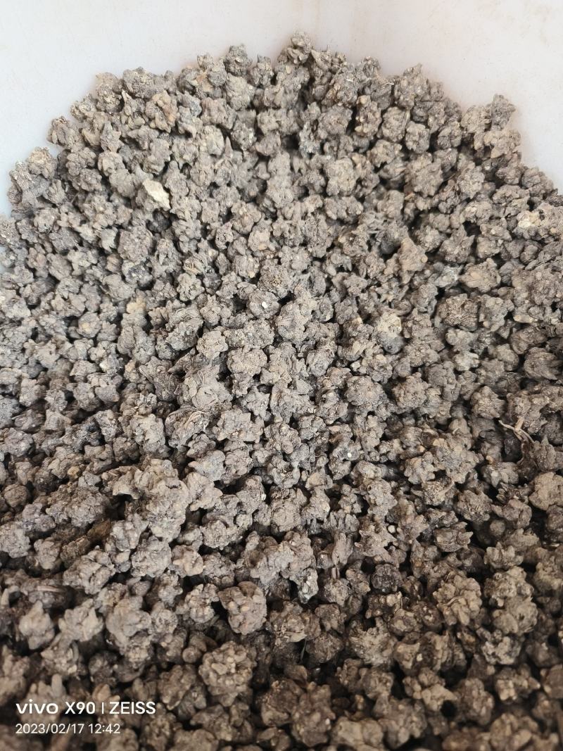 中药材猫爪草新货保证质量支持视频看货代发