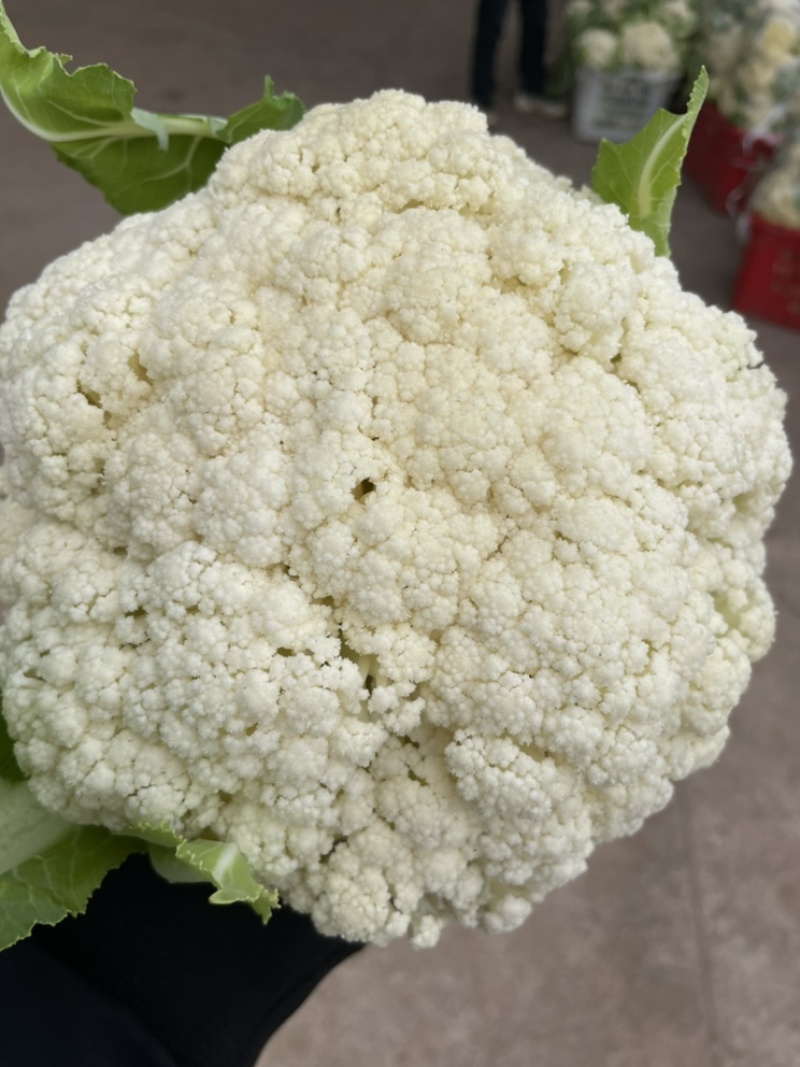 遂宁的散花，散花，每天5吨起步。需要你就来