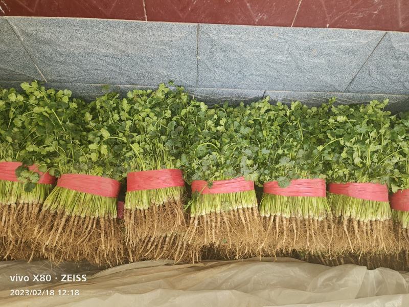 大量供应大棚鲜香菜，货源稳定，质量非常好，要的老板联系