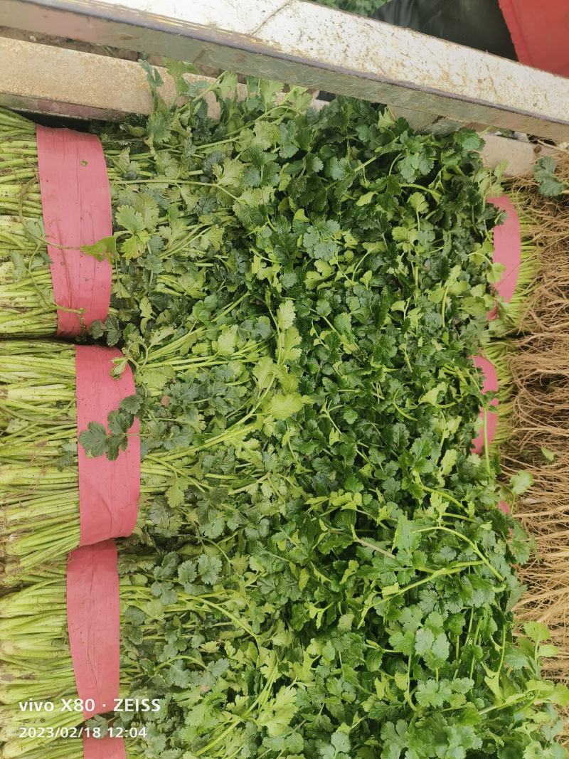大量供应大棚鲜香菜，货源稳定，质量非常好，要的老板联系