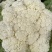 遂宁的散花，散花，每天5吨起步。需要你就来