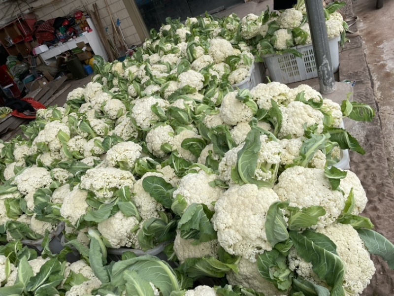 遂宁的散花，散花，每天5吨起步。需要你就来