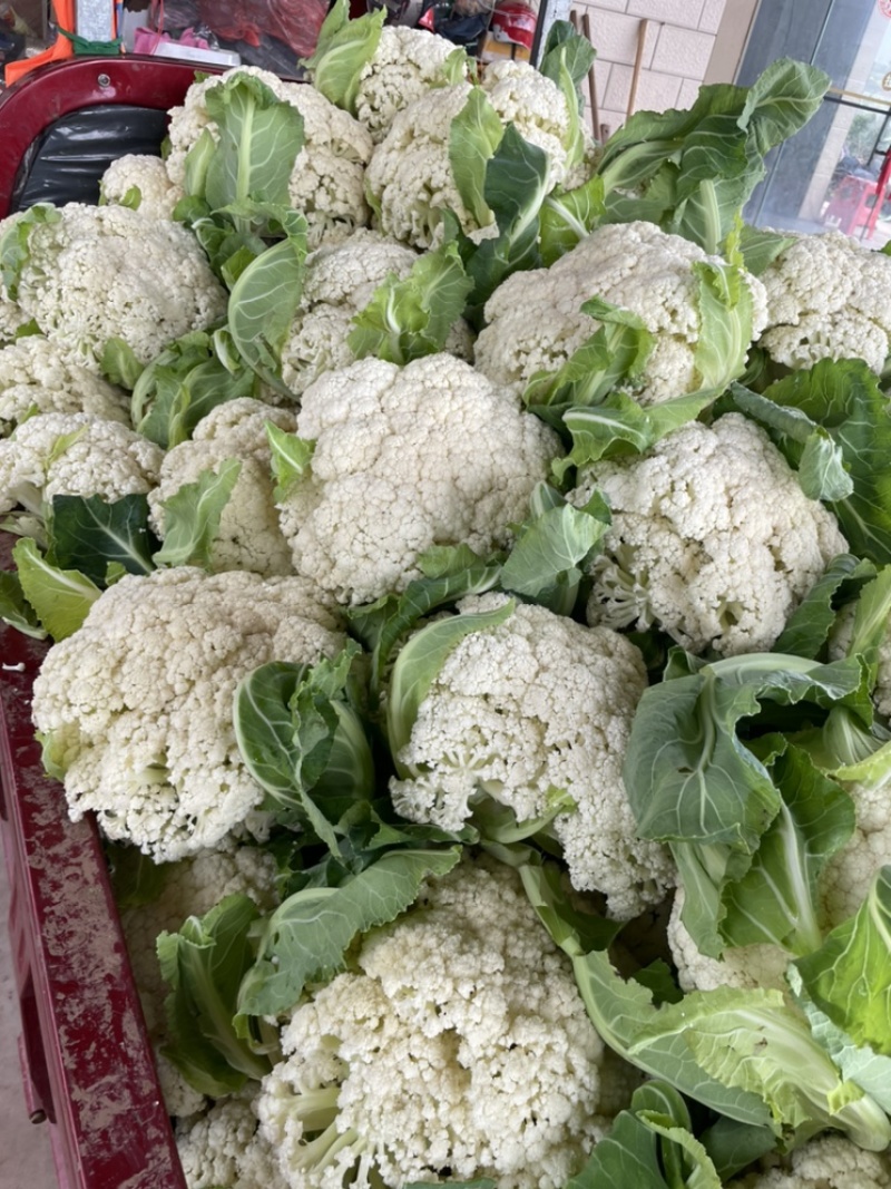 遂宁的散花，散花，每天5吨起步。需要你就来