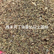 槐米精品出货，全国供货，提前预定，量大从优，期待与你共赢！
