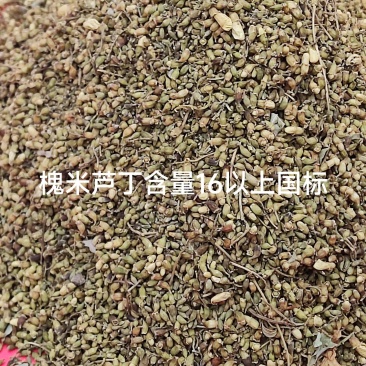 槐米精品出货，全国供货，提前预定，量大从优，期待与你共赢！