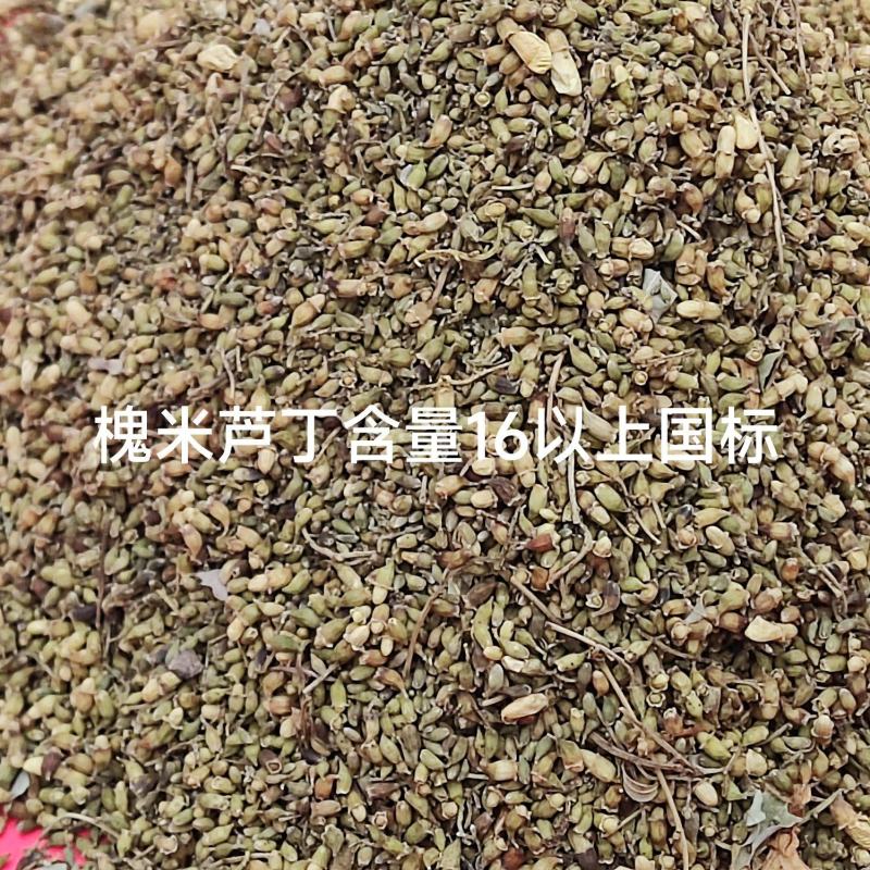 槐米精品出货，全国供货，提前预定，量大从优，期待与你共赢！