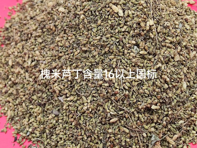 槐米精品出货，全国供货，提前预定，量大从优，期待与你共赢！