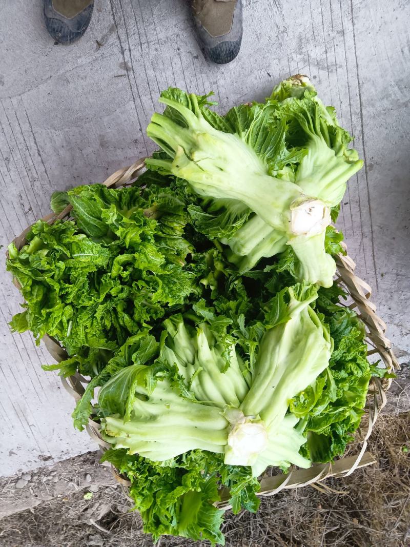 包包儿菜