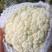 温州白面青梗菜花有机花松花菜保质量欢迎联系