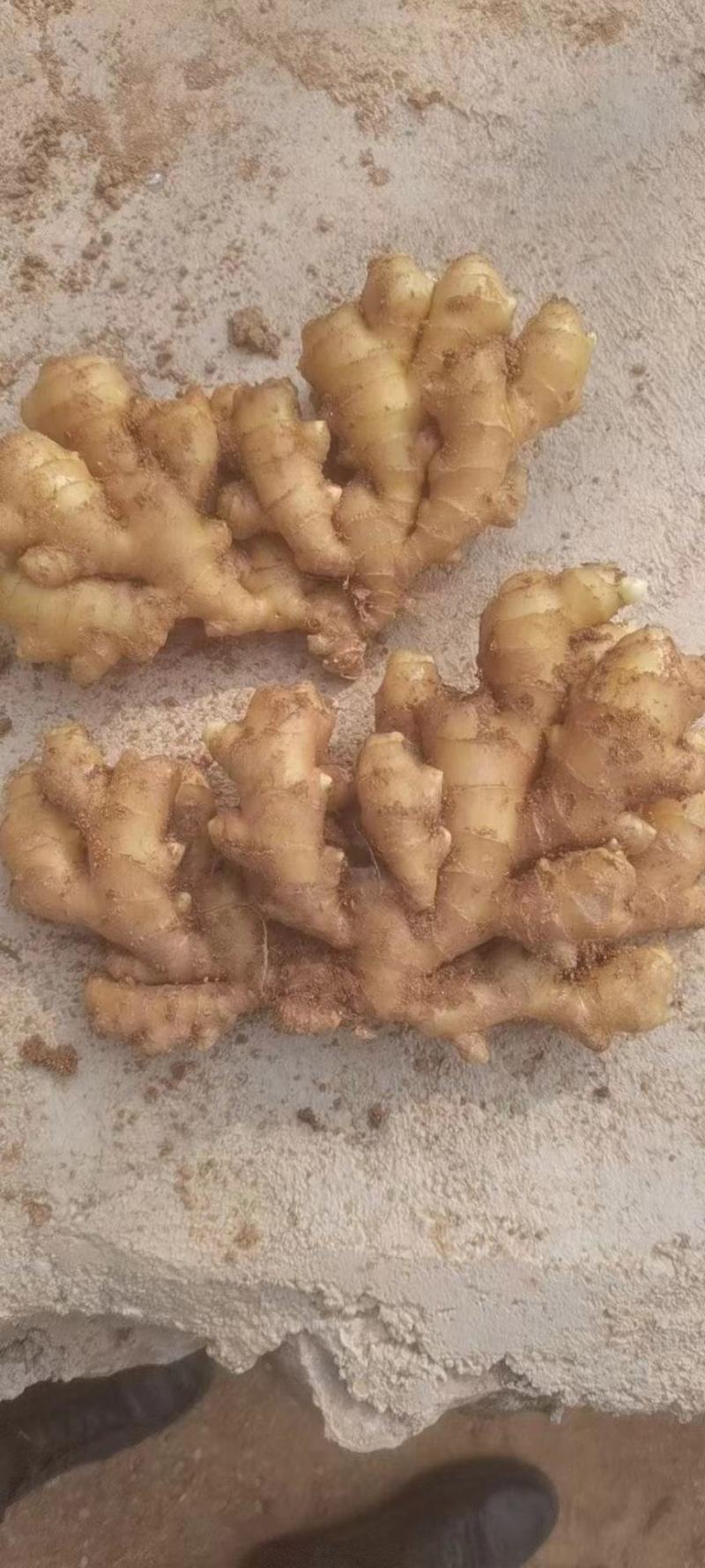《热卖中》山东小黄姜优质窖藏小黄姜大量现货一手货源