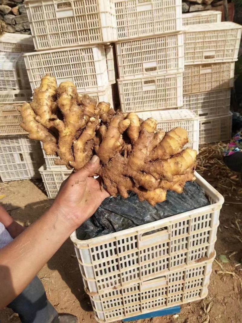 《热卖中》山东小黄姜优质窖藏小黄姜大量现货一手货源