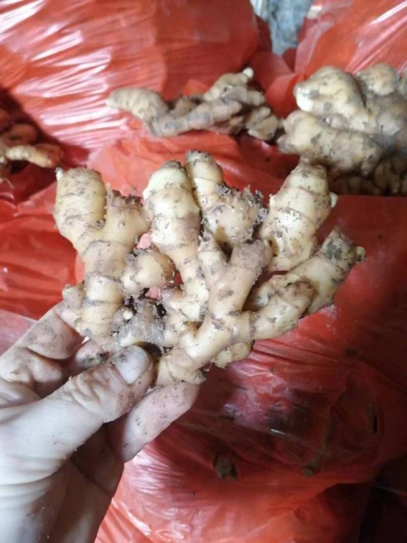 《热卖中》山东小黄姜优质窖藏小黄姜大量现货一手货源