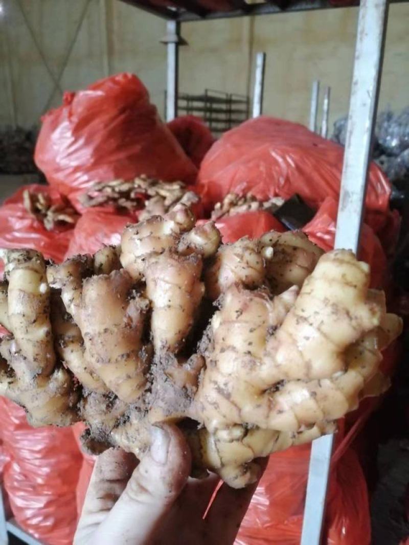 《热卖中》山东小黄姜优质窖藏小黄姜大量现货一手货源