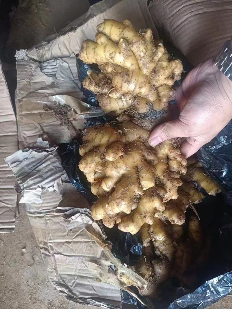 《热卖中》山东小黄姜优质窖藏小黄姜大量现货一手货源