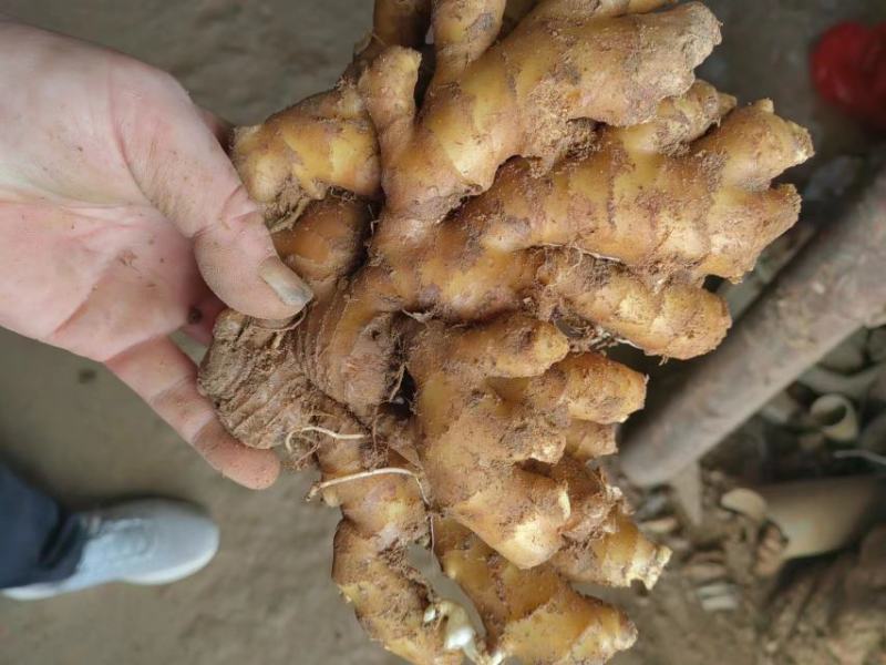 《热卖中》山东小黄姜优质窖藏小黄姜大量现货一手货源