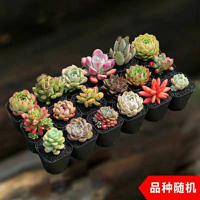 多肉植物组合包邮产地直发质量好，不满意包退50多个品种