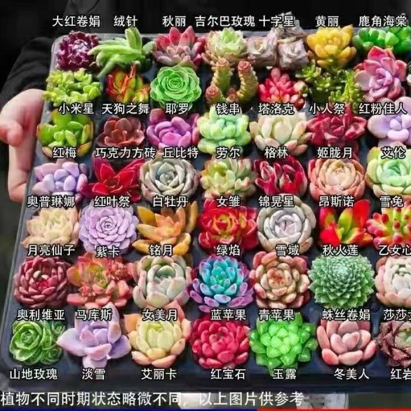 多肉植物组合包邮产地直发质量好，不满意包退50多个品种