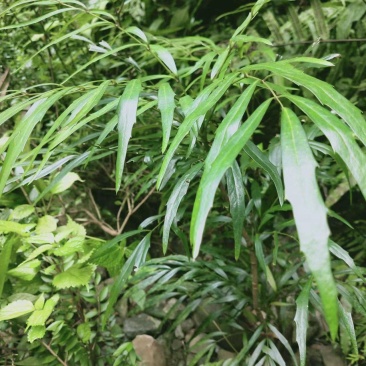 水黄莲