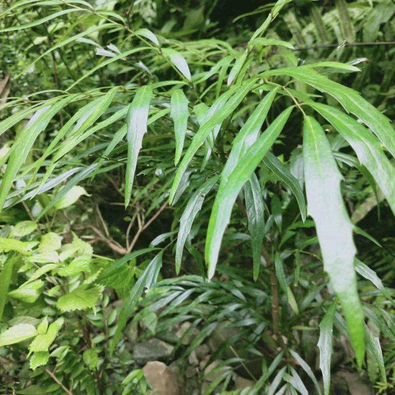 水黄莲