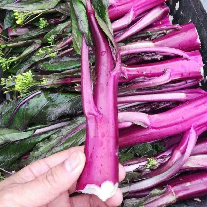 红菜苔白菜苔油菜苔西兰苔上海青苔价格美丽菜更美