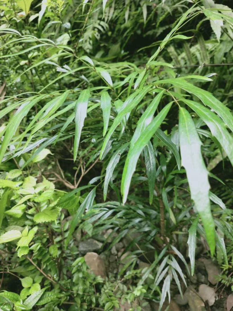 水黄莲