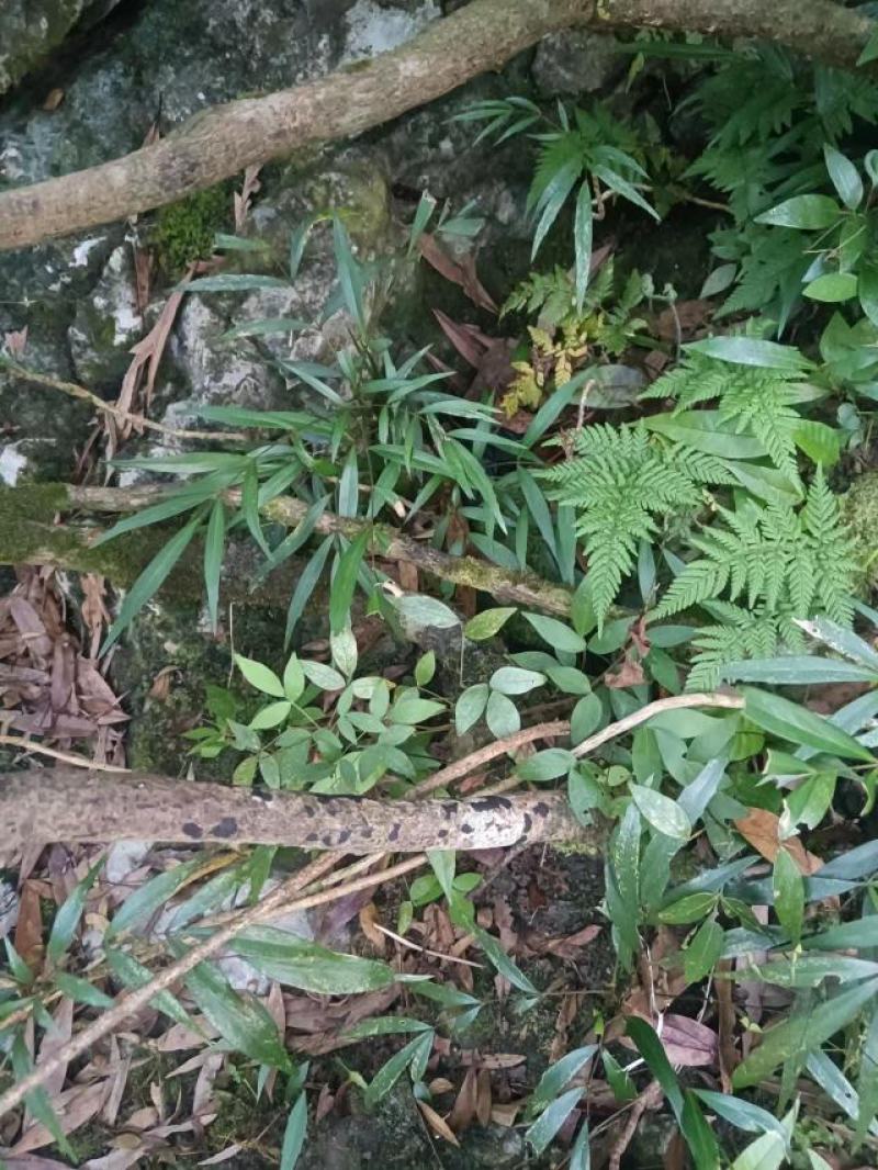 水黄莲