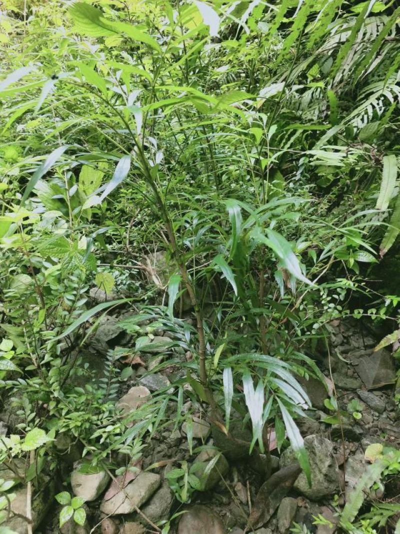 水黄莲